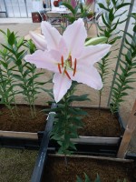 [4423 PO22 Bassino No02.JPG]